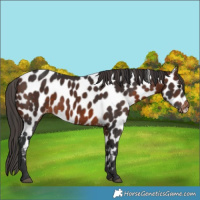 Horse Color:Brown Appaloosa