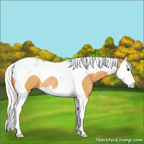 Horse Color:Silver Buckskin Splash Tobiano Rabicano 