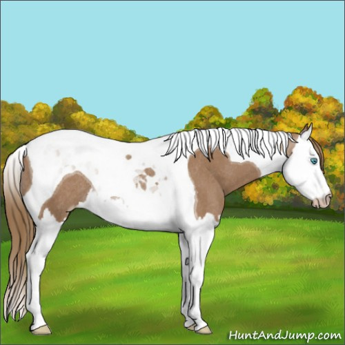 Horse Color:Gray Smoky Creme Splash Tobiano Rabicano 