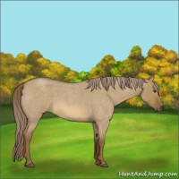 Horse Color:Chocolate Palomino Roan Dun 