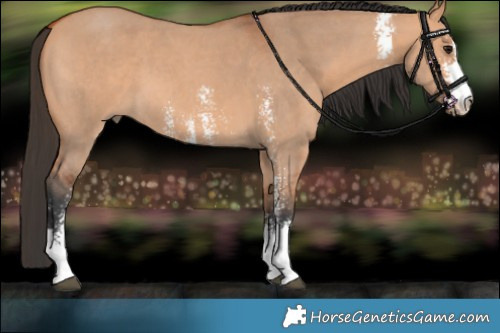 Horse Color:Bay Dun Sabino 