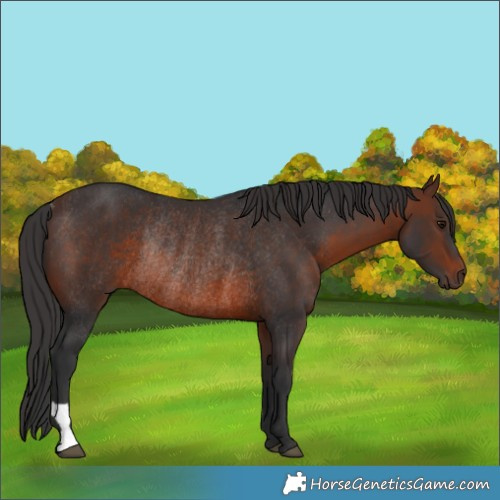 Horse Color:Brown Rabicano 