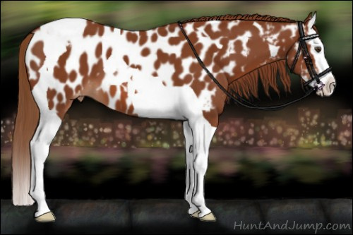 Horse Color:Chestnut Splash Tobiano Appaloosa 