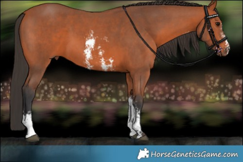 Horse Color:Bay Sabino 