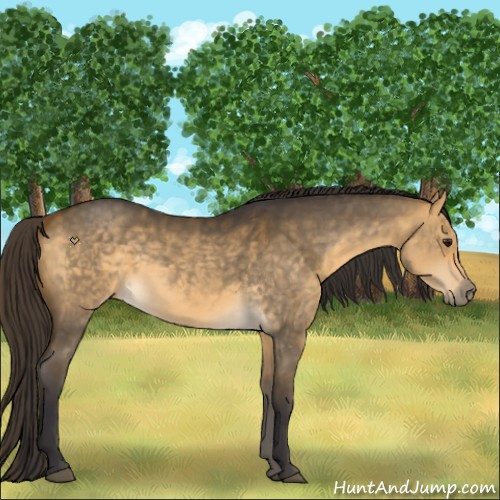 Horse Color:Buckskin Dun Sabino 