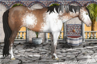 Horse Color:Gray White Spotted Sable Champagne Sabino Rabicano 