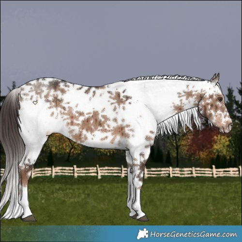 Horse Color:Liver Red Dun Sabino Splash Brindle 