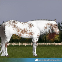 Horse Color:Liver Red Dun Sabino Splash Brindle 