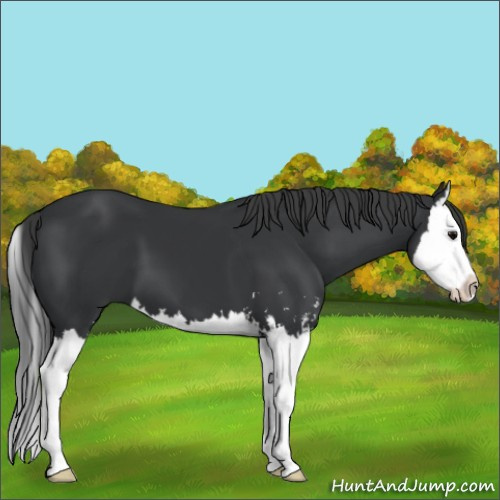 Horse Color:Black Sabino Splash 