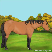 Horse Color:Unknown 