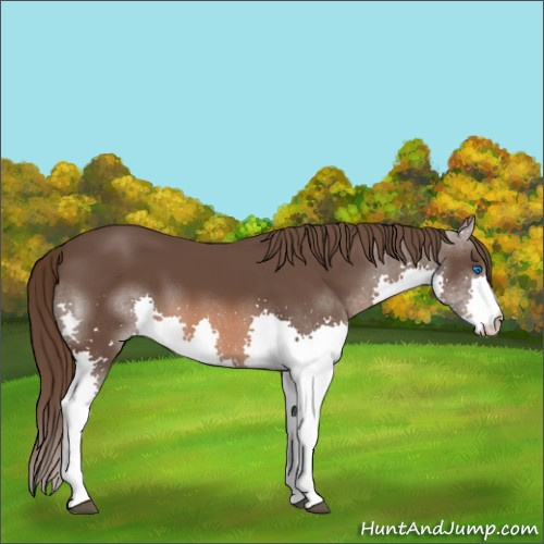 Horse Color:Liver Chestnut Splash 