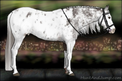 Horse Color:Liver Chestnut Sabino Appaloosa 