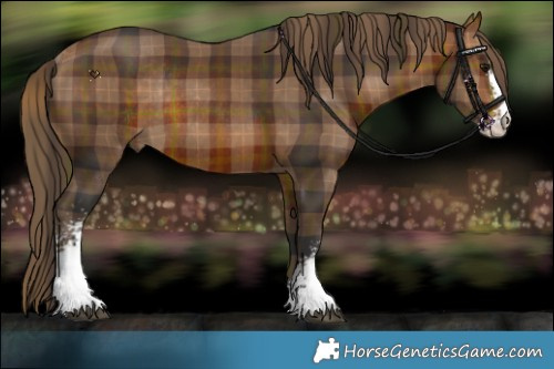 Horse Color:Plaid  Bay Sabino Rabicano 