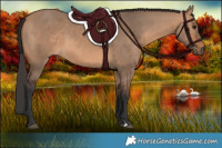 Horse Color:Bay Dun 