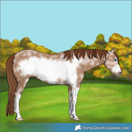 Horse Color:Red Dun Sabino Frame 