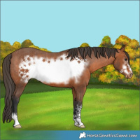 Horse Color:Bay Frame Appaloosa 