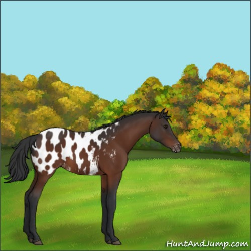 Horse Color:Brown Appaloosa 
