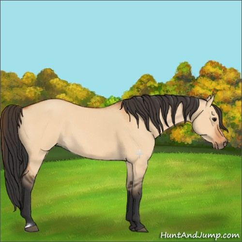 Horse Color:Bay Dun Frame 