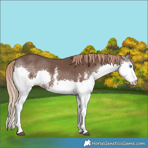 Horse Color:Liver Chestnut Sabino Splash 