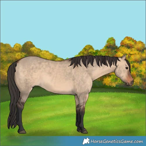 Horse Color:Brown Dun 