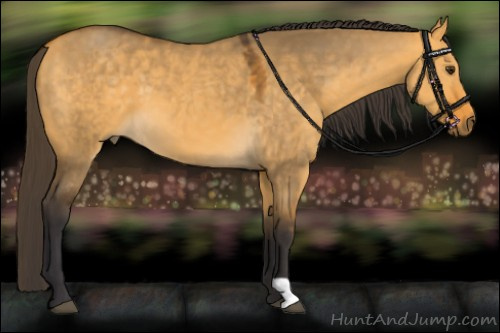 Horse Color:Buckskin Dun 