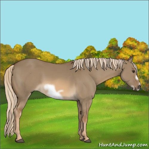 Horse Color:Chocolate Palomino Dun Frame 