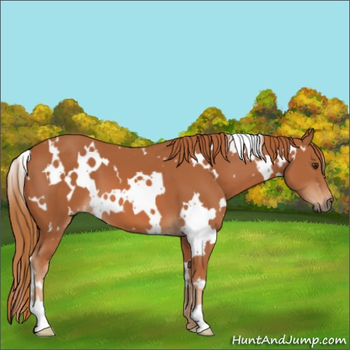 Horse Color:White Spotted Chestnut 