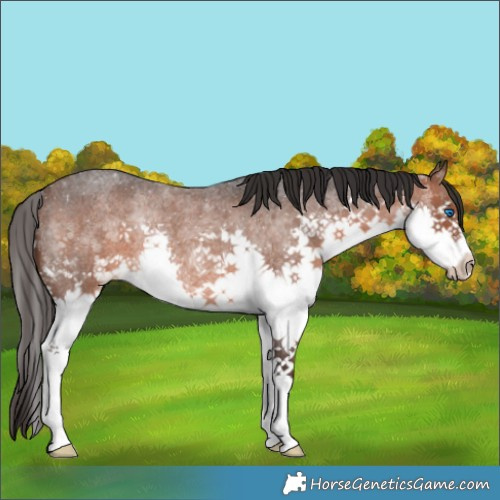 Horse Color:Brown Roan Splash Rabicano 