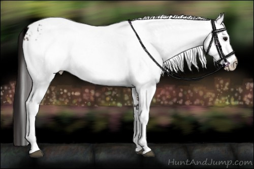Horse Color:White Spotted Brown Appaloosa 