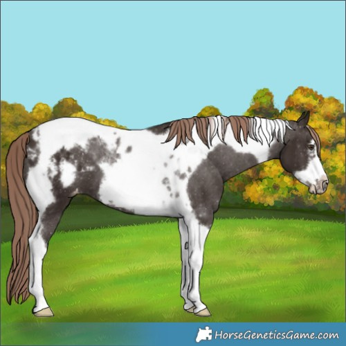 Horse Color:Liver Chestnut Tobiano Frame Appaloosa 