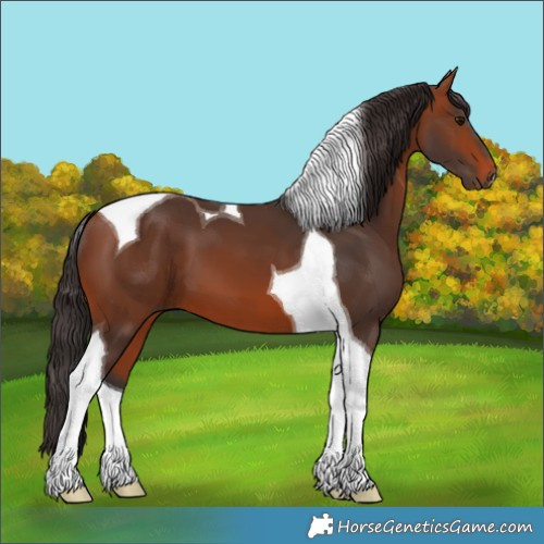 Horse Color:Bay Tobiano 