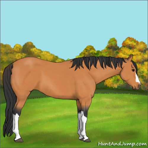 Horse Color:Unknown 