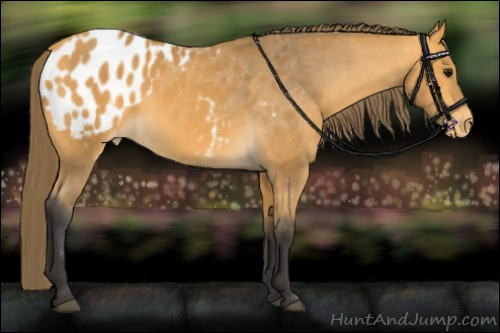 Horse Color:Buckskin Appaloosa 