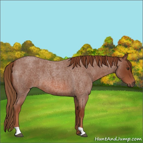 Horse Color:Red Roan 