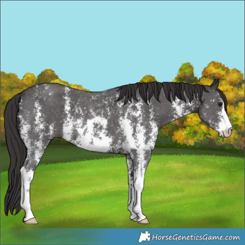 Horse Color:Smoky Black Sabino 