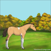 Horse Color:Buckskin Tobiano 