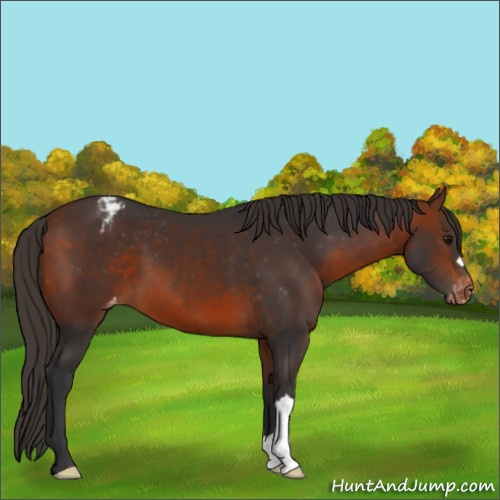Horse Color:Bay Appaloosa 