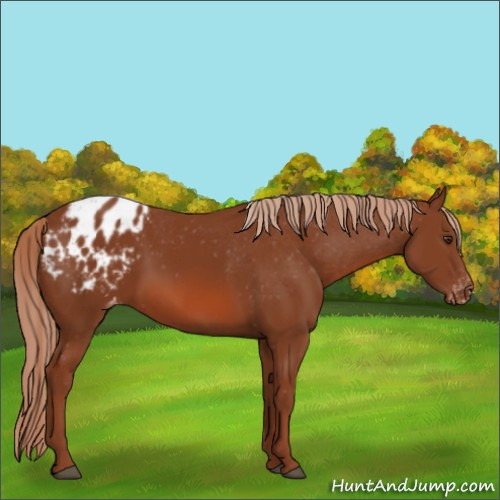 Horse Color:Chestnut Appaloosa 