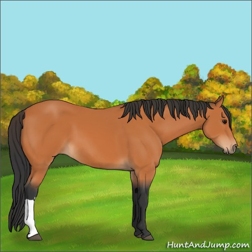 Horse Color:Unknown 