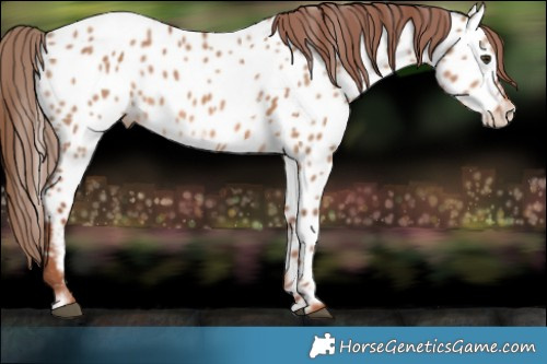 Horse Color:Red Dun Frame Appaloosa 