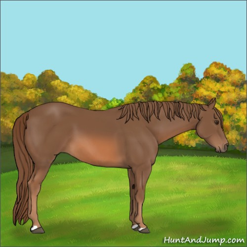 Horse Color:Chestnut 