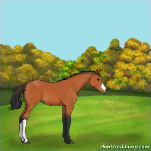 Horse Color:Bay 