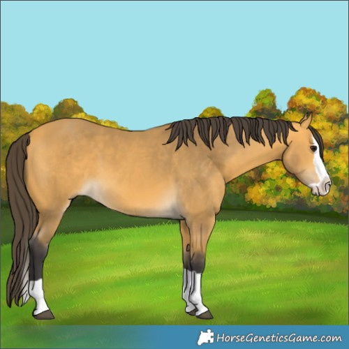 Horse Color:Unknown 