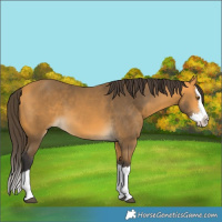 Horse Color:Unknown 