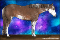 Horse Color:Liver Chestnut Sabino 
