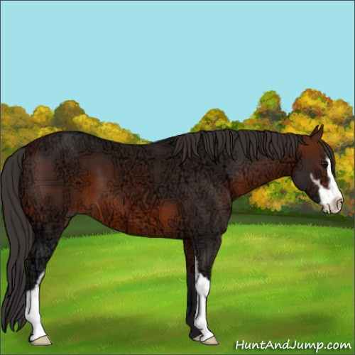 Horse Color:Bay Ice Sabino 