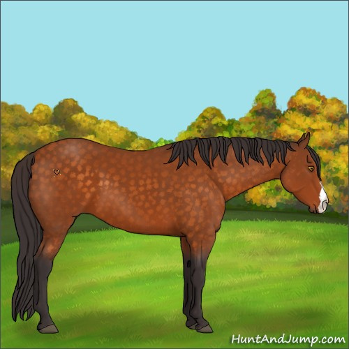 Horse Color:Buckskin 