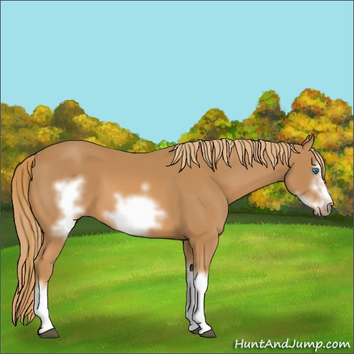 Horse Color:Chestnut Frame