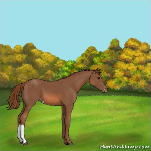 Horse Color:Chestnut Appaloosa 