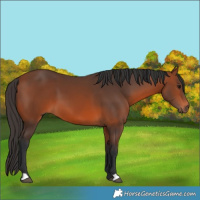 Horse Color:Bay 